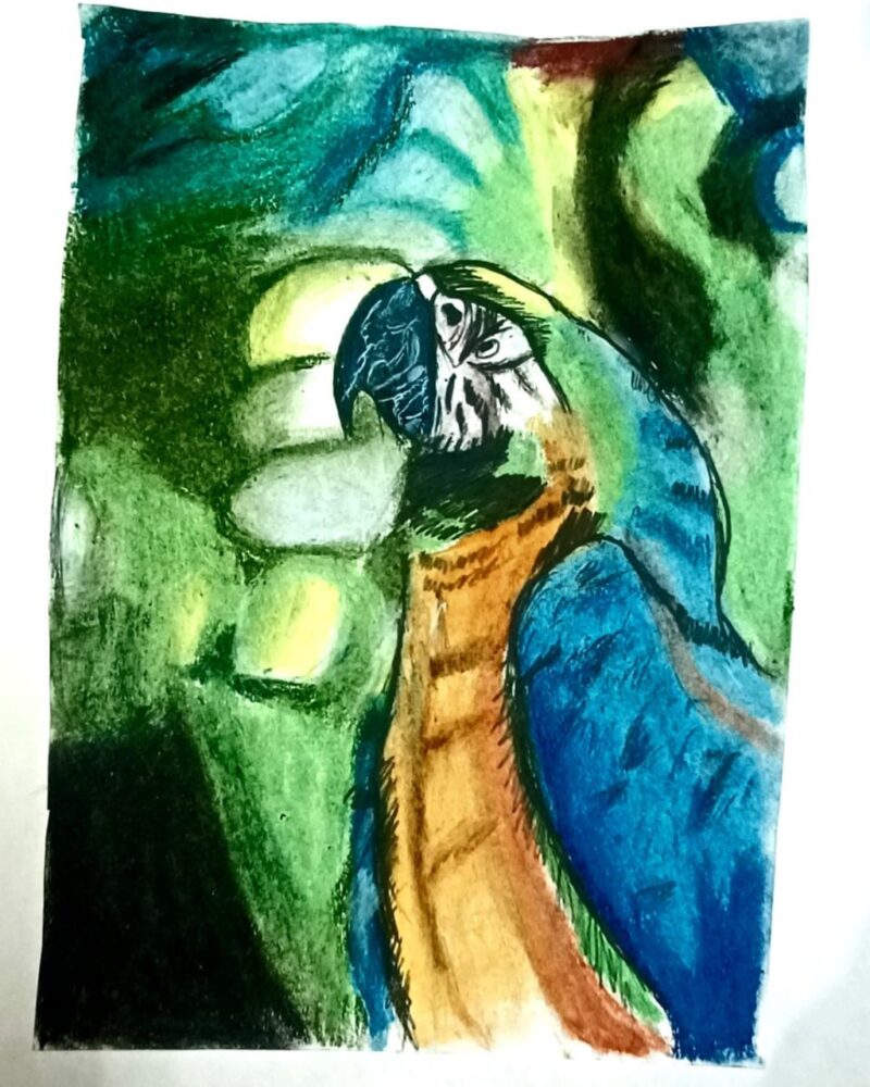 Macaw