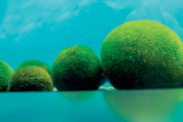 Global Warming Affects Marimo Algae 