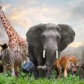 What Kind of Animal Are You? - Quiz for Children