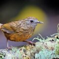 New Wren Babbler Species Found - Environment News for Kids