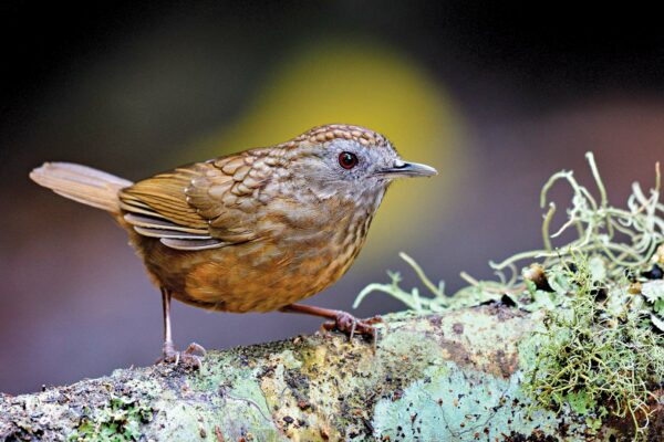 New Wren Babbler Species Found  