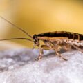 Wood-feeding Cockroach Rediscovered - Environmental News for Kids