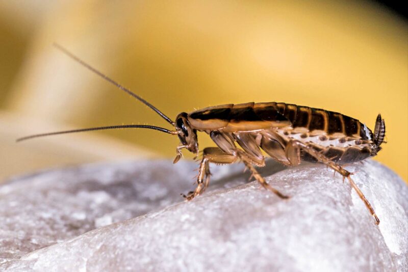 Wood-feeding Cockroach Rediscovered 