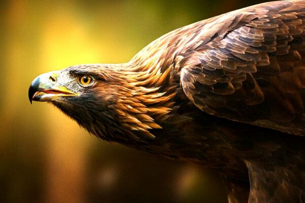 National Animal: Golden eagle