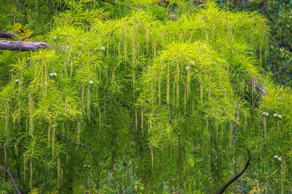 National Tree: Montezuma bald cypress