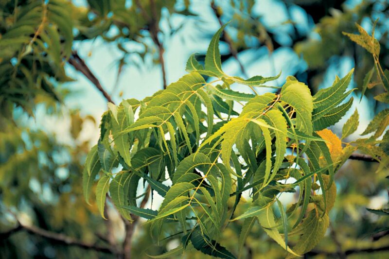 Fungal Disease Affecting Neem Trees   