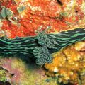 Unique Sea Slug Species Identified