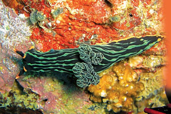 Unique Sea Slug Species Identified