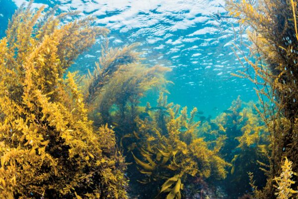 New Seaweed Species Found 