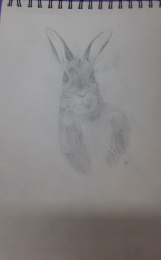 Rabbit