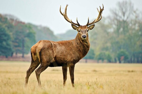 State Animal: Kashmir stag