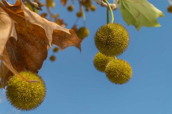 State Tree: Platanus orientalis