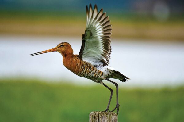 National Bird: Black-tailed godwit