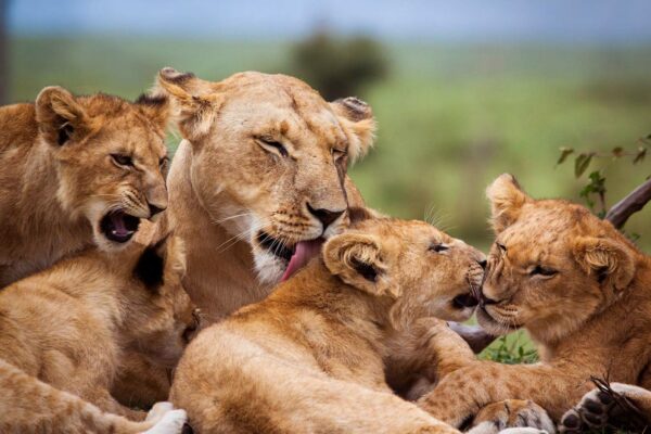 National Animal: Dutch lion