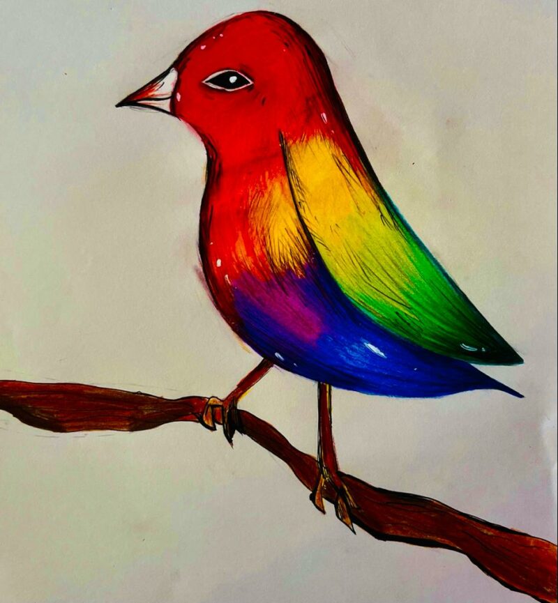 Rainbow Bird