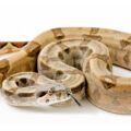 New Dwarf Boa Species Discovered - Environmental News for Kids