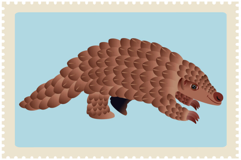 The Pangolin