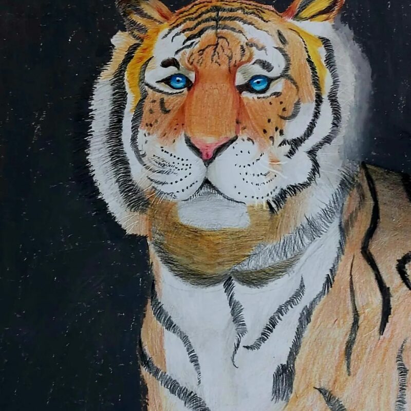 The Tiger