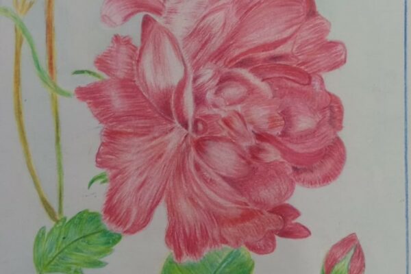 The Majestic Rose