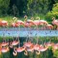 Wetlands, Precious Habitats - Natural Science for Kids