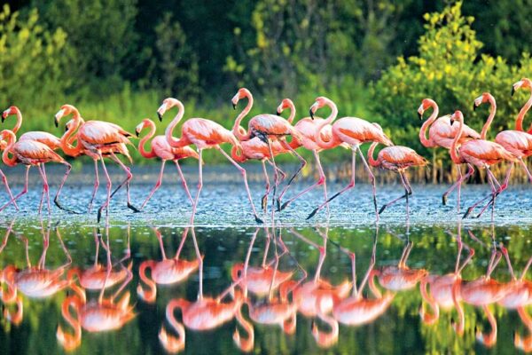 Wetlands, Precious Habitats 