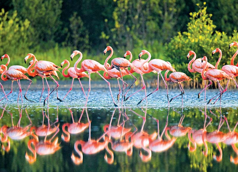 Wetlands, Precious Habitats 