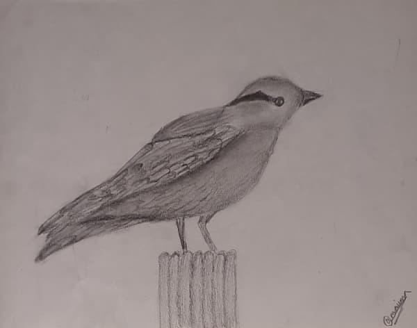 Bird Sketch