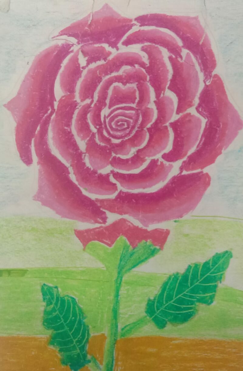 Rose
