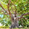 One World Mythology: Tree Worship 