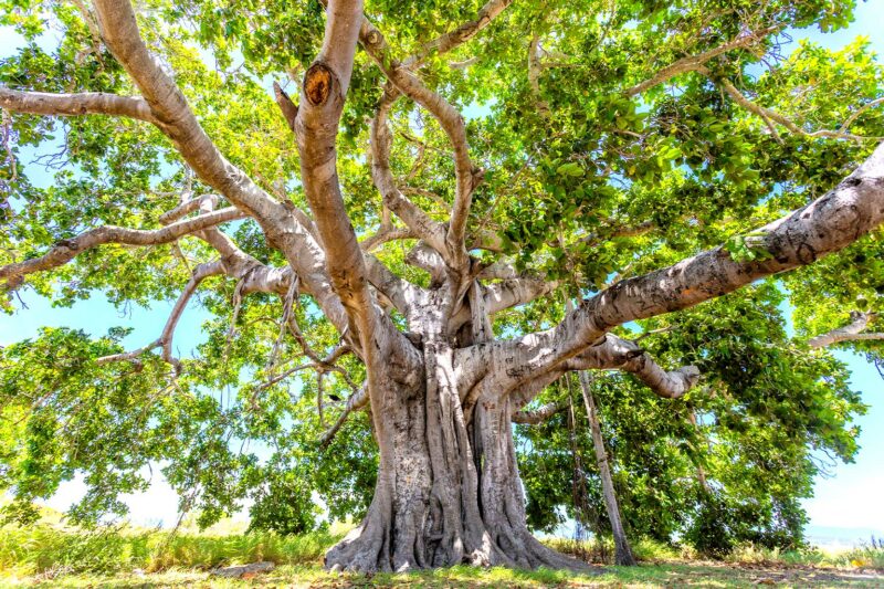 One World Mythology: Tree Worship 