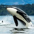 Chemicals Found in Killer Whales  