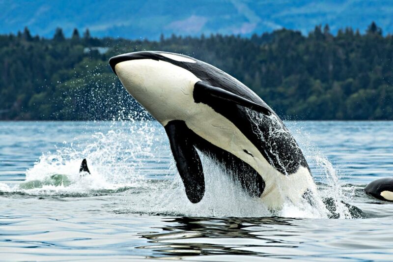 Chemicals Found in Killer Whales  