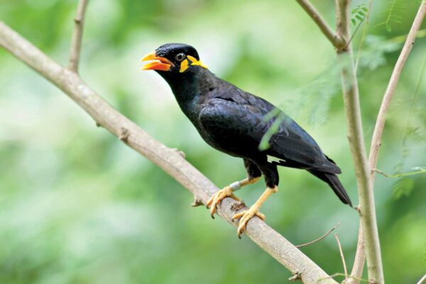 State Bird: Common hill myna