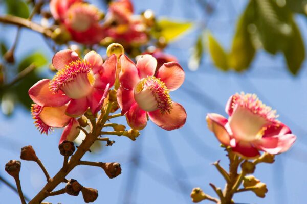 State Tree: Sal tree