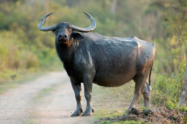 State Animal: Wild water buffalo