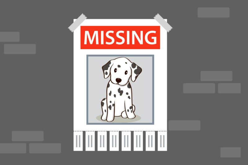 The Mystery of the Missing Dog