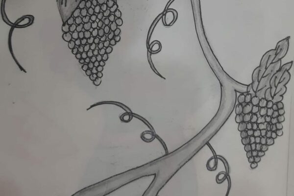 Grapes