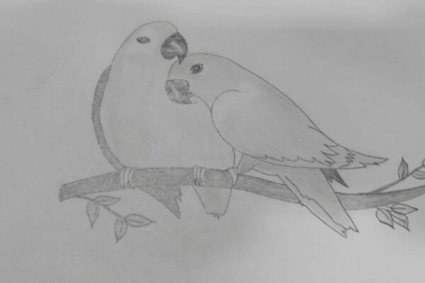 Parrot