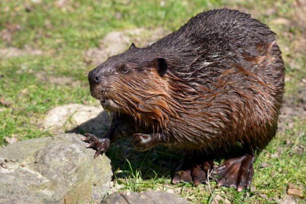 National Animal: Beaver