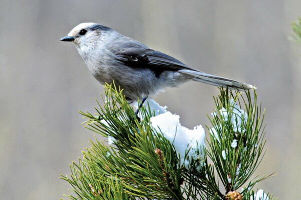 National Bird: Gray jay