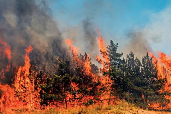 Goa’s Forest Fires