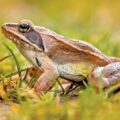 Soundless Frog Species Found 