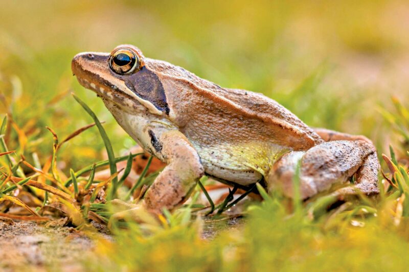 Soundless Frog Species Found 