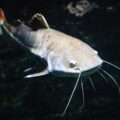 Kerala’s New Catfish Species 