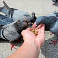 Lung Disease Caused by Pigeons - News for Kids