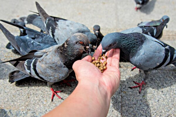 Lung Disease Caused by Pigeons