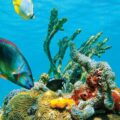Heat Waves at the Bottom of Oceans - News for Kids