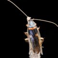 New Cockroach Species Found - Environmental News for Kids