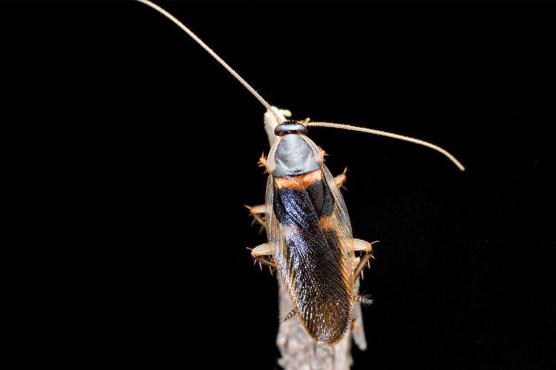New Cockroach Species Found