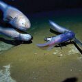 World’s Deepest Fish Recorded - Environmental News for Kids